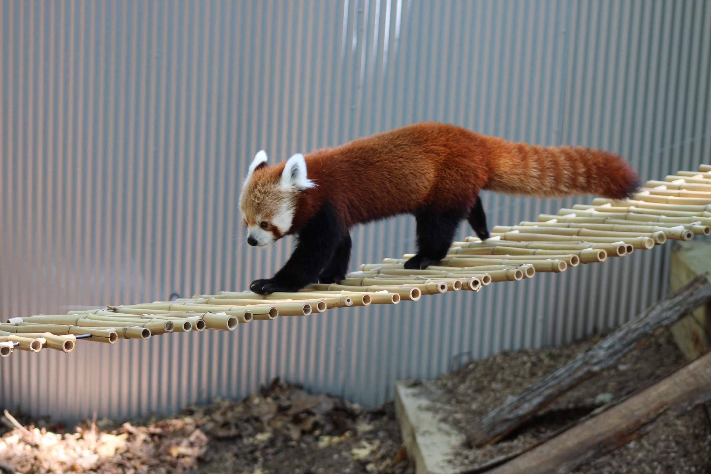 JBZ---Wyatt-1 Wyatt makes his public debut this weekend at John Ball Zoo.