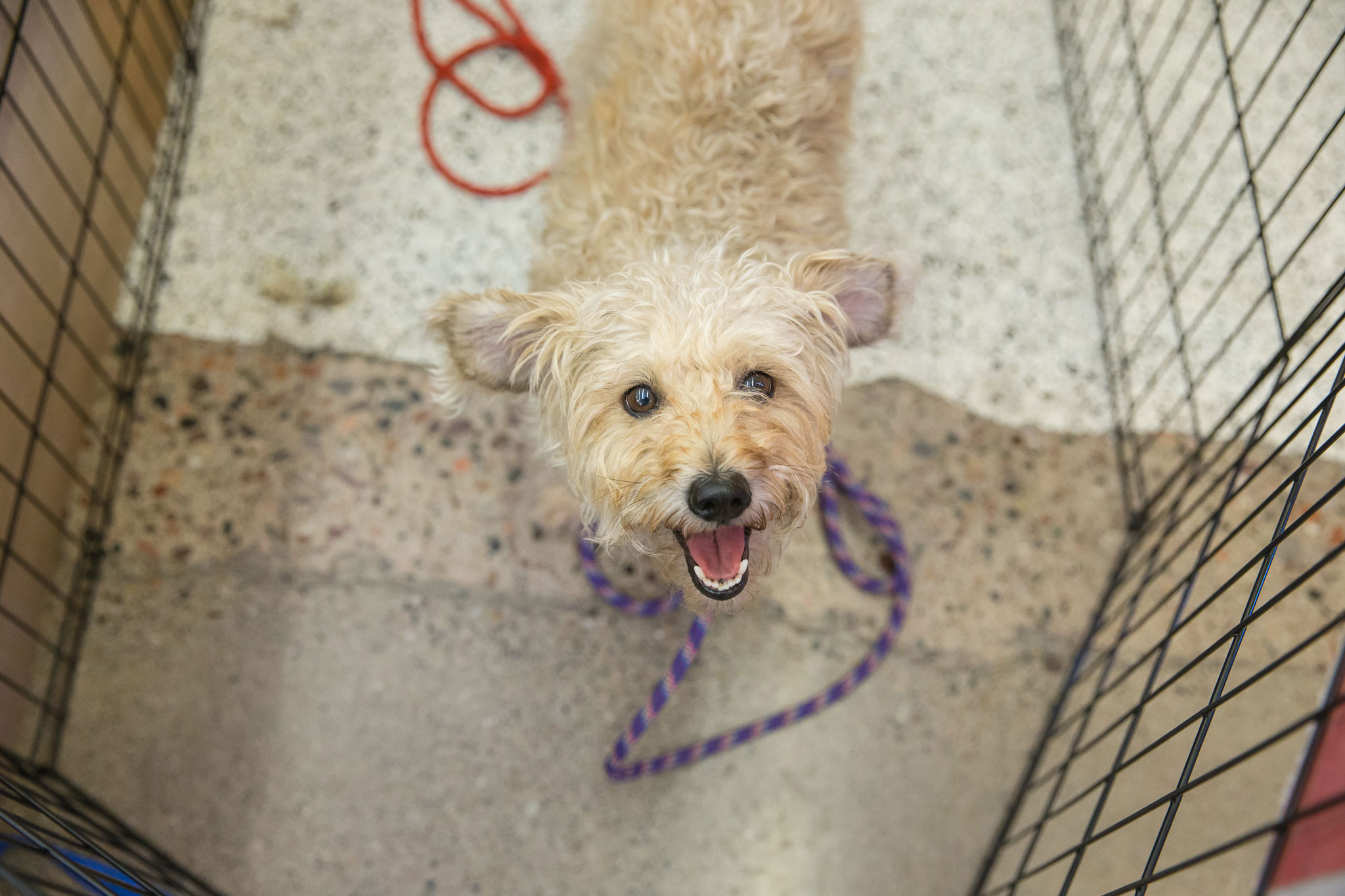 GR|Mag’s Top Weekend Picks Bissell Pet Foundation hosts Empty the Shelters