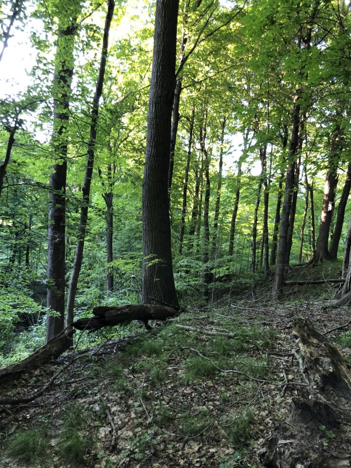 Blandford Nature Center