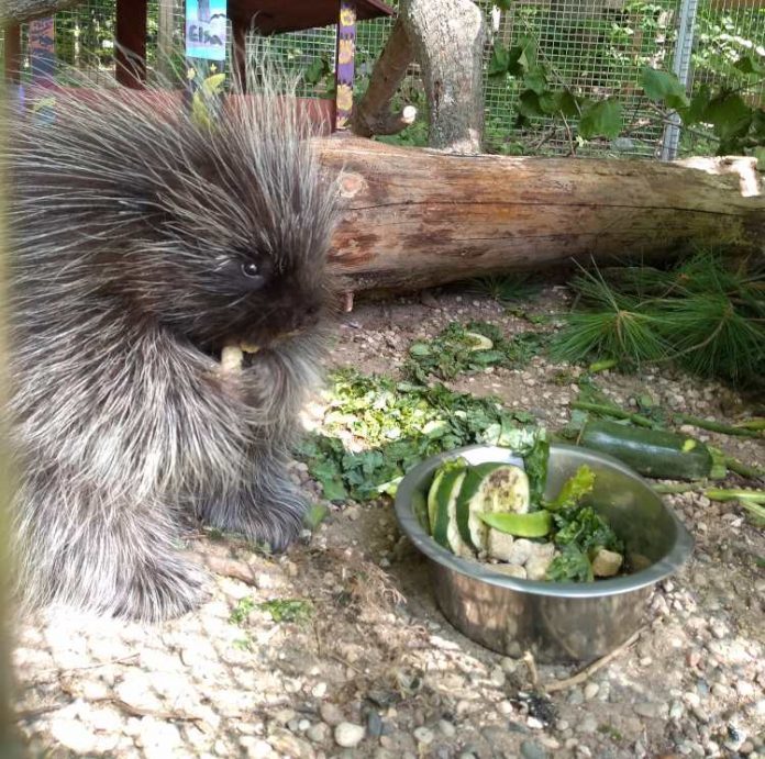 Porcupine