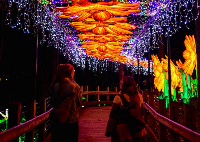 Lights at Zoo