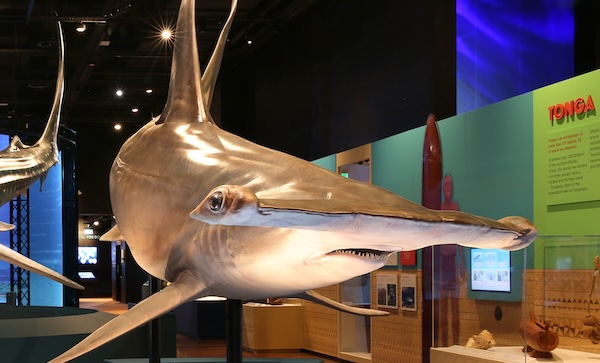 Hammerhead Shark