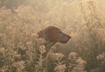 Wildfire smoke brings a reminder: pets need clean air, too