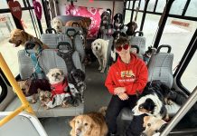 Bark, ride and repeat