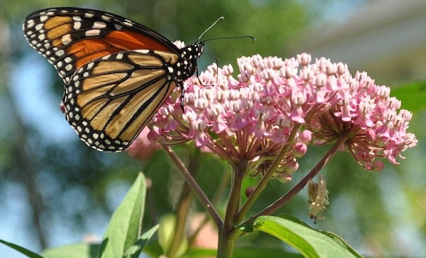 363BlandfordMonarch Butterfly at the Wildlands copy