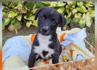 Bark Fest brings 27 Organizations Together for Dog Week