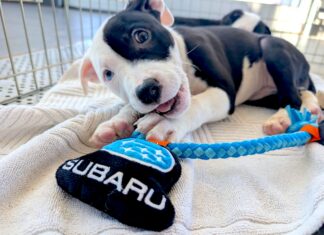 Humane Society of West Michigan Hosts Free Adoption Day